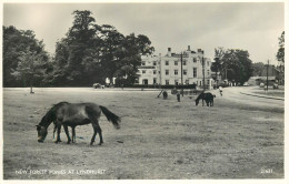 England Lyndhurst New Forest Ponies - Autres & Non Classés