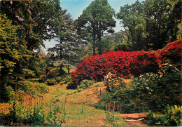 VARENGEVILLE SUR MER Rhododendron Alarm 29(scan Recto-verso) MD2507 - Varengeville Sur Mer