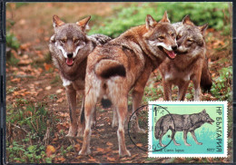 BULGARIA BULGARIE BULGARIEN 1977 WILD ANIMALS FAUNA WOLF CANIS LUPUS 1s MAXI MAXIMUM CARD - FDC