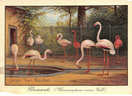 Chromos.AM16703.10x14 Cm Environ.Chocolat.Van Houten.Flamants Roses - Van Houten