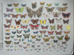 CHROMO DECOUPIS: PAPILLON Lot + De 100 Différents Même Thème - Tous Formats Multicolores PAPILLONS LEPIDOPTERISTE - Animali