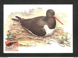 PAYS-BAS - NEDERLAND - Carte MAXIMUM 1961 - SCHOLEKSTER - Eurasian Oystercatcher - Cartes-Maximum (CM)