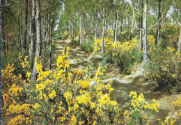 *CPM  - FRANCE - AQUITAINE - Chemin Forestier Au Printemps - Les Ajoncs - Aquitaine