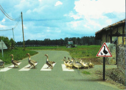 *CPM  - FRANCE - AQUITAINE - Passage Protégé - Canards - Aquitaine