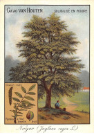 CHROMOS.AM22729.Cacao Van Houten.10x14 Cm Env.Noyer (Juglans Regia).Rameau à Fleur Femelle.Fruit.Chaton Mâle - Van Houten