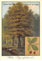 CHROMOS.AM22723.Cacao Van Houten.10x14 Cm Env.Hêtre (Fagus Sylvatica).Fueille Et Fruits.Faine - Van Houten