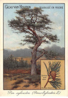 CHROMOS.AM22718.Cacao Van Houten.10x14 Cm Env.Pin Sylvestre (Pinus Sylvestris).rameau Avec Cône.Pomme De Pin - Van Houten