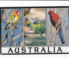 Australia, Colourful Birds - Stamped Postcard   - L Size  - LS5 - Autres & Non Classés