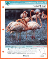 FLAMANT ROSE Oiseau Illustrée Documentée  Animaux Oiseaux Fiche Dépliante - Animali