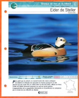 EIDER DE STELLER Oiseau Illustrée Documentée  Animaux Oiseaux Fiche Dépliante - Animali