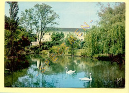 59. SAINT-AMAND-LES-EAUX – L'Etablissement Thermal Et Le Lac  (cygnes) - Saint Amand Les Eaux