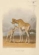 GIRAFFE Animals Vintage Postcard CPSM #PBS946.GB - Jirafas