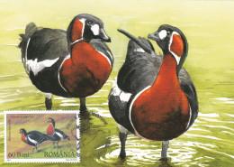 DUCKS,2007 MAXICARD,CARTES MAXIMUM ROMANIA. - Entenvögel