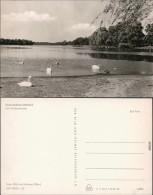 Ansichtskarte Grevesmühlen Vielbeckersee Mit Schwänen 1965 - Grevesmühlen