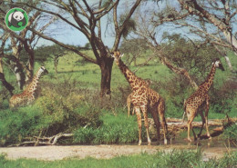 GIRAFFE Animale Vintage Cartolina CPSM #PBS961.IT - Jirafas