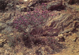 COLLOBRIERES  Lavande Stéchas Dans Les Rochers De La Verne   15 (scan Recto Verso)MH2989 - Collobrieres