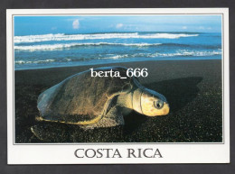 Animals Costa Rica * Olive Ridley Sea Turtle * Tortue Marine - Schildkröten