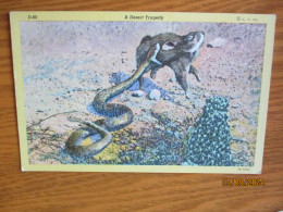 ARIZONA DESERT TRAGEDY RATTLESNAKE EATS RABBIT   , 19-5 - Autres & Non Classés