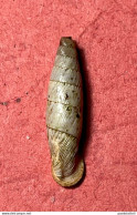 Land Snail- Charpentieria Nobilis ( Pfeiffer , 1848)- 2007. S. Vito Lo Capo Trapani, Sicily . - Seashells & Snail-shells