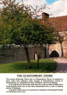 73258222 Glastonbury The Glastonbury Thorn Glastonbury - Other & Unclassified
