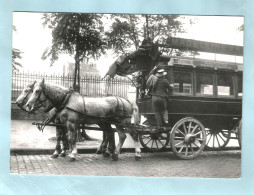 Attelage OMNIBUS Paris 1900 - Teams