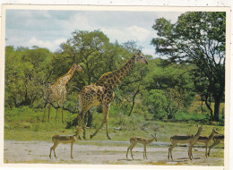 ANIMAUX & FAUNE.  CPSM. . " GRACEFUL GIRAFFE "  AFRIQUE DU SUD. NATIONAL PARKS - Jirafas