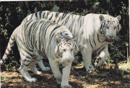 ANIMAUX & FAUNE.  CPSM. . " TIGRES BLANCS" .  ZOO DE BEAUVAL. SAINT-AIGNAN SUR CHER. 41. - Lions