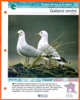 GOELAND CENDRE Oiseau Illustrée Documentée  Animaux Oiseaux Fiche Dépliante Animal - Dieren