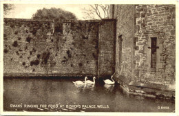 Wells - Swans Ringing For Food At Bishops Palace - Wells