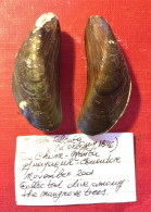 Mytella Falcata ( D'Orbigny, 1846)- Rio Chone, Manta ( Ecuador). 67,6x 24mm. The Biggest - Muscheln & Schnecken