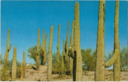 77 - Scene In The Saguaro National Forest - Tucson