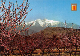 66 Prades Le PIC Du CANIGOU  Péchers En Fleurs      (Scan R/V) N°   5   \MT9130 - Prades