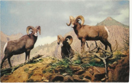79 - Rocky Mountain Big Horn Sheep - Rocky Mountains