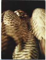 ABU DHABI. The Noble Desert Sport Of Falconry. Postcard.  New-unused - Emirats Arabes Unis