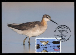 SAINT PIERRE ET MIQUELON (2023) Carte Maximum Card - Phalarope De Wilson, Phalaropus Tricolor, Bird, Oiseaux, Wader - Maximumkarten