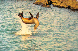 GALAPAGOS EQUATEUR Equator Guayaquil Lions De Mer Sea-lion Otariinés Phoques Otaries (scan R/V) 37 \PC1206 - Equateur