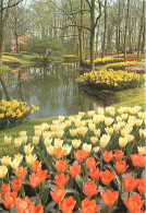 Pays-Bas - Nederland - Lisse - Keukenhof - Fleurs - CPM - Voir Scans Recto-Verso - Lisse