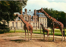 Animaux - Girafes - Réserve Africaine Du Château De Thoiry En Yvelines - Girafe Réticulée Et Son Petit Né à Thoiry - Gir - Girafes