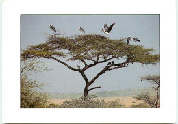 TANZANIA Marabou  Sur Un Accacia  RR 1265 - Tanzanie