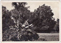 SALICE TERME (PAVIA)  - CARTOLINA - UN ANGOLO DEL PARCO - VIAGGIATA PER LEGNANO (MI) - Pavia