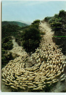 La TRANSHUMANCE  SS 1354 - Elevage