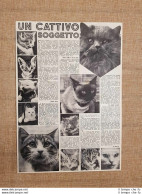 Il Gatto Un Cattivo Soggetto Articolo Autentico Con Foto Del 1939 - Sonstige & Ohne Zuordnung