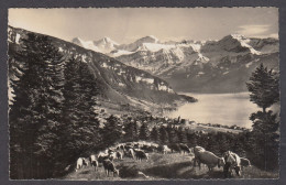 109442/ SIGRISWIL Am Thunersee, Eiger, Mönch, Jungfrau - Sigriswil