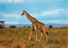 Animaux - Girafes - Afrique De L'Est - Etat Léger Pli Visible - CPM - Voir Scans Recto-Verso - Girafes