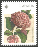 Canada Fleur Flower Hydrangea Mint No Gum (170) - Gebraucht