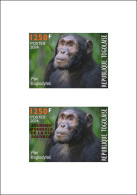 TOGO 2024 DELUXE PROOF - REGULAR & OVERPRINT - CHIMPANZEE MONKEY MONKEYS APES - BIODIVERSITY BIODIVERSITE - Chimpanzees