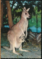 °°° 30926 - AUSTRALIA - GREAT GREY KANGAROO - 1967 With Stamps °°° - Autres & Non Classés