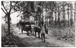 ZAMBIA - Rural Scene - Bullock Cart - Zambia