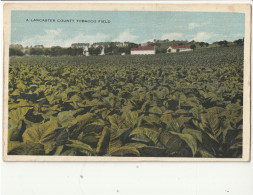 ETATS-UNIS -  A  LANCASTER County Tobacco Field - Lancaster
