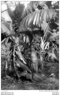 DAHOMEY PETIT NOIR SOUS LES BANANIERS  COLL PHOTO OCEAN - Dahomey